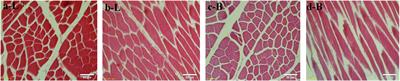 Identification and Characterization of circRNA in Longissimus Dorsi of Different Breeds of Cattle